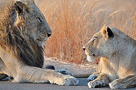 狮子,雌狮,躺着,道路,对视,克鲁格国家公园,南非,非洲