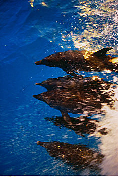 俯视,斑海豚,水面,水,小,巴哈马,堤岸
