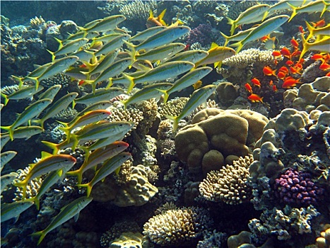 鱼群,珊瑚礁,热带,海洋,水下