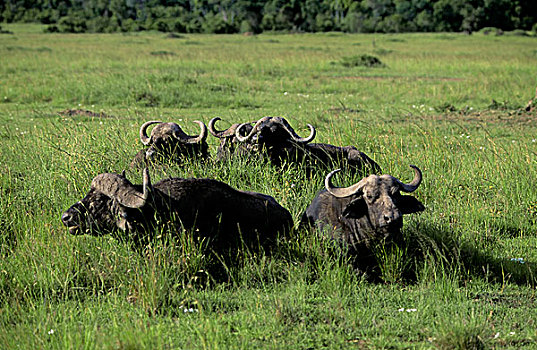 肯尼亚,马赛马拉,南非水牛