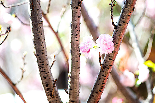 腊梅,梅花,户外