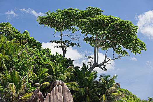 树,海滩,拉迪格岛,塞锡尔群岛