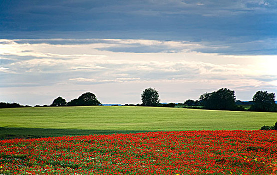 土地,红花,约克郡,英格兰