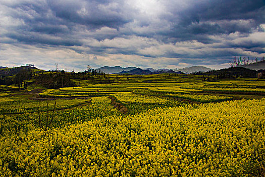 龙宫油菜花