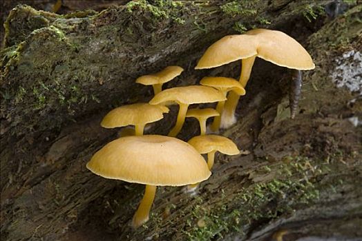蘑菇,国家公园,上奥地利州,奥地利,欧洲
