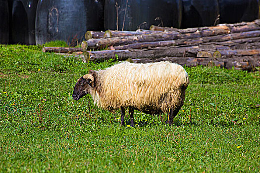 绵羊,比利牛斯山脉,纳瓦拉,放牧,西班牙