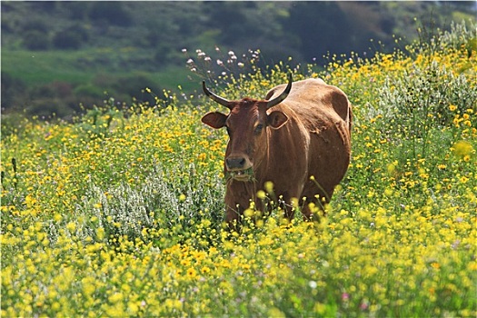 褐色,母牛,站立,地点,黄花,草