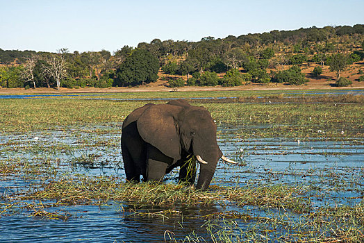 非洲,灌木,大象,非洲象,站在水中,进食,乔贝国家公园,博茨瓦纳