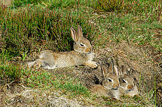 欧洲兔,兔豚鼠属,群,休息,巢穴,费吕沃,国家公园,格尔德兰,荷兰