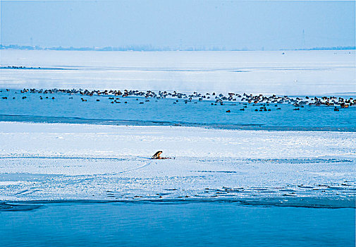 湖面,冰,天鹅,宁静,和谐