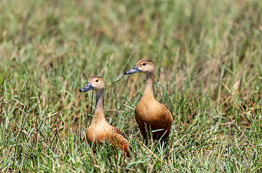 小群活动于湖泊,沼泽地觅食的栗树鸭