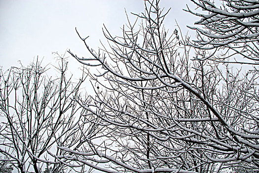 雪天树枝