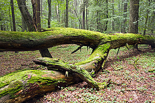 落下,树,苔藓密布,比亚沃维耶扎,树林,比亚沃维耶扎国家公园,波兰,欧洲