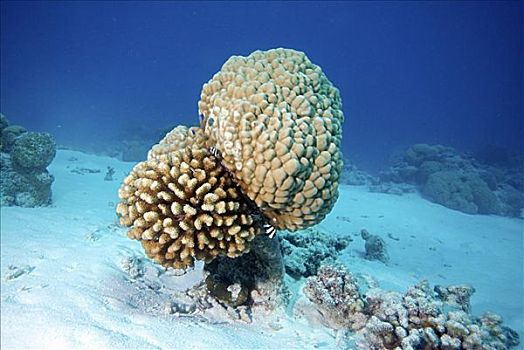 珊瑚,排列,太平洋,法属玻利尼西亚