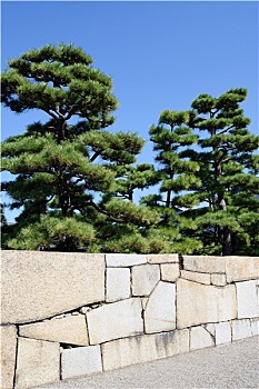 日本,盆景,松树,日式庭园