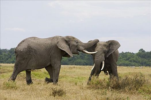非洲象,雄性动物,争斗,马赛马拉,肯尼亚