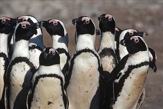 黑脚企鹅,群,纳米比亚