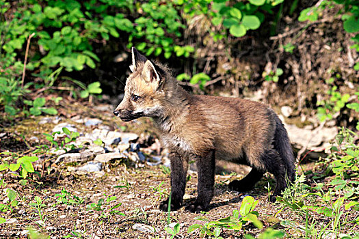 红狐,狐属,幼仔,蒙大拿,美国,北美