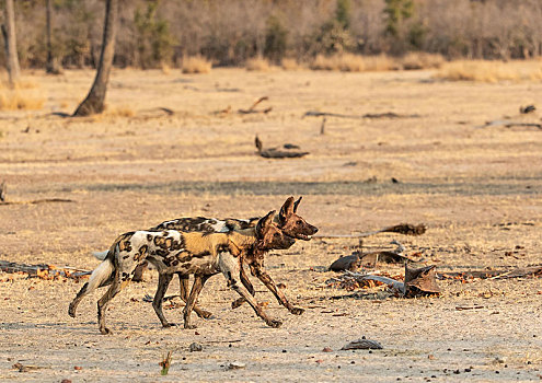 一对,非洲野狗,跑,猎捕,南卢安瓜国家公园,赞比亚,非洲