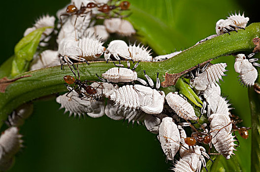 蚂蚁,厄瓜多尔