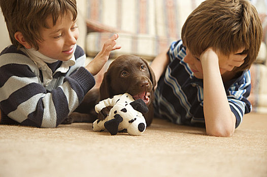 两个男孩,看,巧克力拉布拉多犬,小狗,咀嚼,毛绒玩具