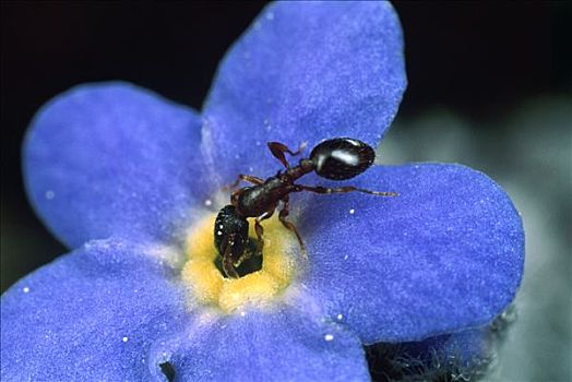 花粉,蚂蚁,高山,勿忘我,科罗拉多