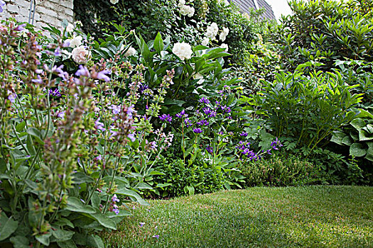 花,紫堇属,白色,牡丹,玫瑰,花园