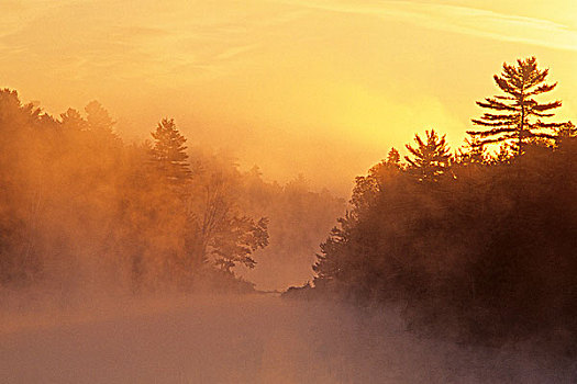 太阳,偷窥,上方,白色,松树,模糊,河,安大略省,加拿大