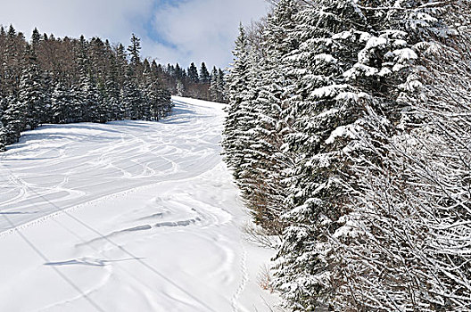 滑雪坡,雪中,漂亮,晴朗,冬天,白天,蓝天