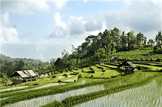 稻田,风景,巴厘岛,印度尼西亚