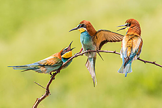 黄喉蜂虎,三只鸟,坐在树上,争执,省,保加利亚,欧洲