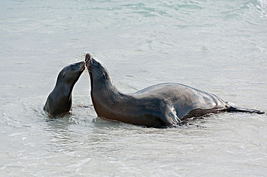 加拉帕戈斯,海狮,加拉帕戈斯海狮,母亲,幼仔,依偎,加拉帕戈斯群岛,厄瓜多尔