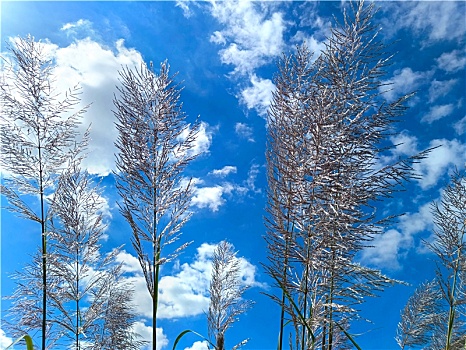 芦花,湿地,湛蓝天空