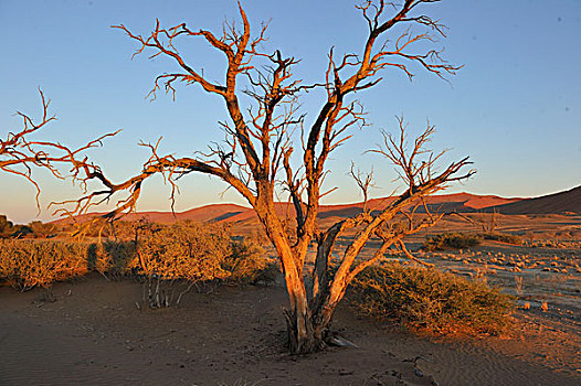 纳米比亚,纳米布沙漠,纳米比诺克陆夫国家公园,索苏维来地区,沙丘
