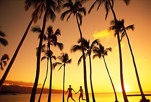 伴侣,公园,海滩,棕榈树,金色,日落