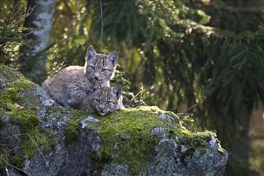 欧洲猞猁,小猫,巴伐利亚森林国家公园,巴伐利亚,德国