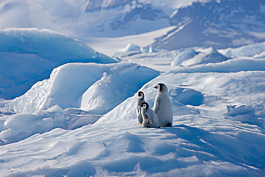 帝企鹅,幼禽,攀登,小,冰,雪丘岛,南极