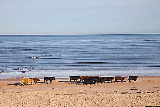 母牛,走,海滩,诺森伯兰郡,英格兰
