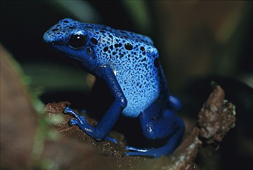 蓝色,毒物,青蛙,小,有毒,部落,使用,箭头,南美