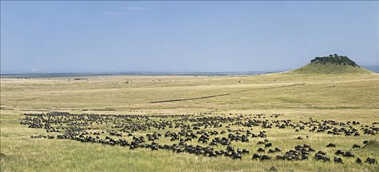 肯尼亚,马赛马拉,纳罗克地区,长,柱子,角马,之字形,草原,迁徙,塞伦盖蒂国家公园,坦桑尼亚北部,马赛马拉国家保护区,南方