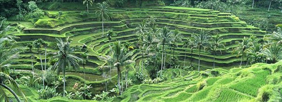 稻米,稻,地点,区域,巴厘岛,印度尼西亚