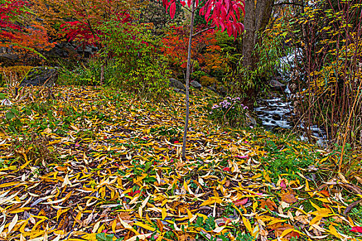 秋色,棉白杨,溪流,瀑布,日本,花园,纳尔逊,不列颠哥伦比亚省,加拿大