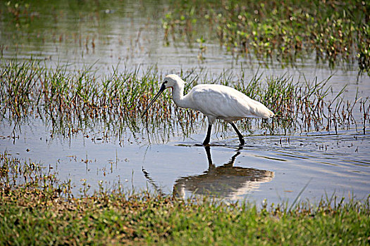 白琵鷺,普通,篦鹭,成年,走,水中,觅食,国家公园,斯里兰卡,亚洲
