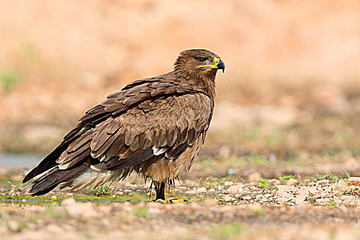 西伯利亚草原鹰,不成熟,地上,塞拉莱,佐法尔,阿曼,亚洲