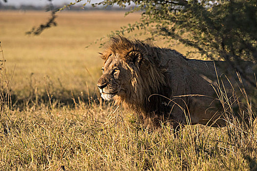 狮子,雄性,乔贝国家公园,博茨瓦纳,非洲