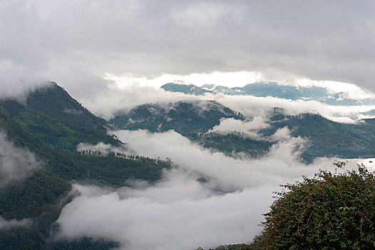 山,条纹,雾,奴娃拉伊利雅,斯里兰卡,亚洲