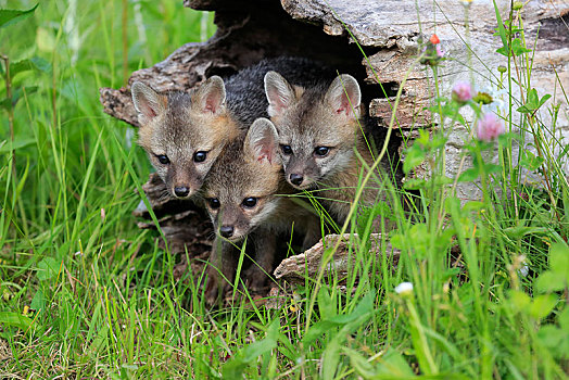 灰狐,三个,小动物,看,树干,花,草地,松树,明尼苏达,美国,北美