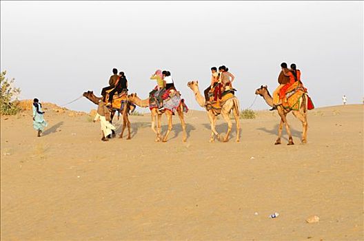 骆驼,乘,沙丘,拉贾斯坦邦,北印度,亚洲