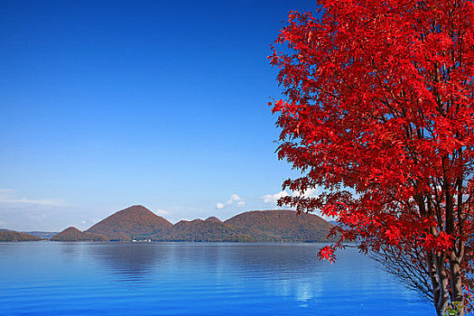 湖,秋天,树