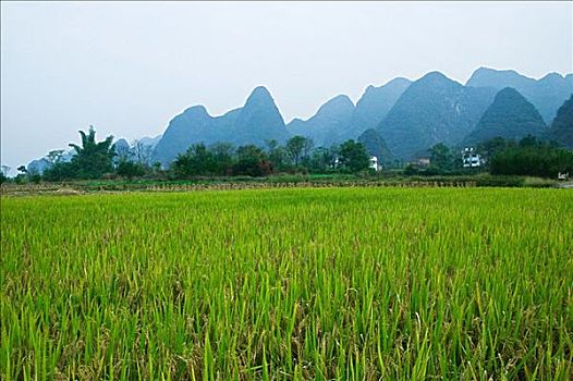 稻田,石灰石,顶峰,阳朔